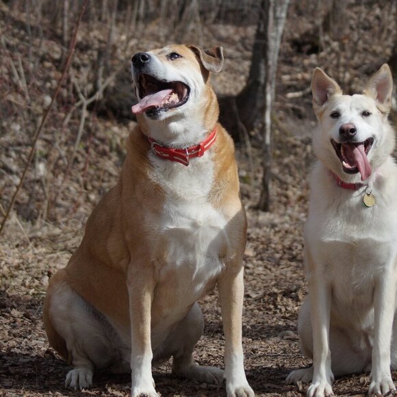 PAIGE Blue Heights Low Rise Skinny Jeans โ Size 26 | Distressed Y2K Fit ๐ - Picture 1 of 1